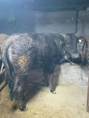 Продаю | Бык (самец) | На забой | Отела не было