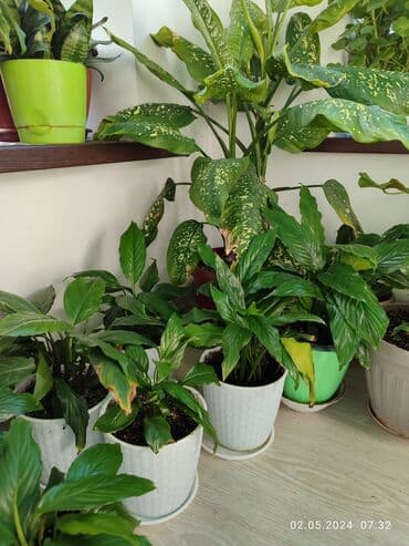 пекинская капуста цена бишкек: Комнатные цветы — 1