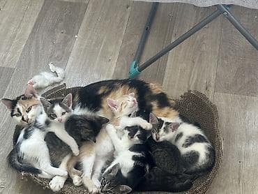 коты бесплатные: Отдаются даром котята в ответственные хорошие руки не как игрушка — 7