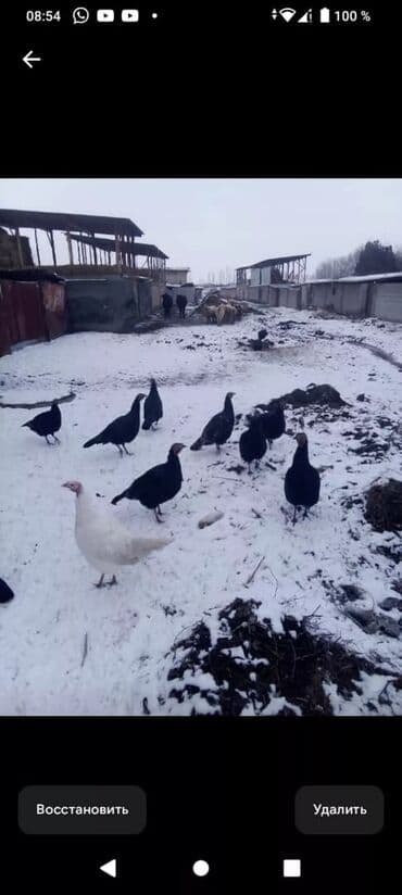 Аквариумы: Ундук тор короздору 3700 Дон 5000 минге чейин мекиштери 2500 Дон 3500 — 6