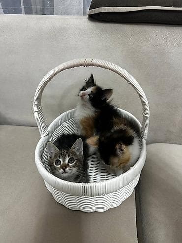 сухое молоко для котят: Кошка даром: Беспородная, 2 месяца, Мальчик, Приучена к лотку — 2