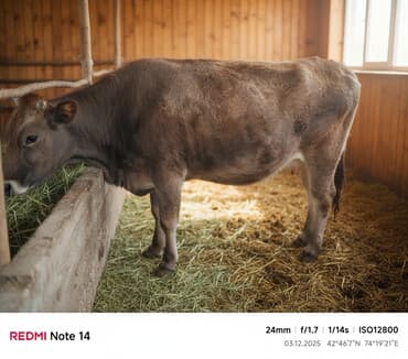 животные в добрые руки: Продаю | Корова (самка) | На откорм | Привязанные — 1