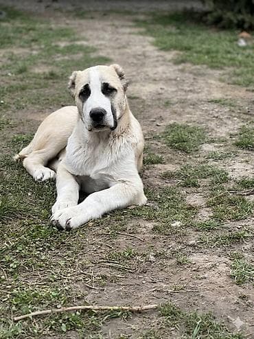 собаки каракол: Продаются великолепные щенки алабая от чистокровных родителей с — 1