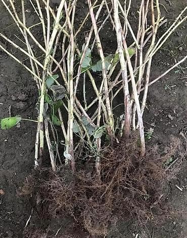 Сорт шапка Маномаха:Размер имеет значение: Ягоды очень крупные, в