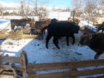 домашний петух: Продаю | Бык (самец) | Герефорд, Голштин, Швицкая | На откорм | Племенные — 2