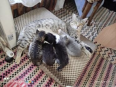 фри пир: Кошка даром: Лесная, 2 месяца, Мальчик — 1