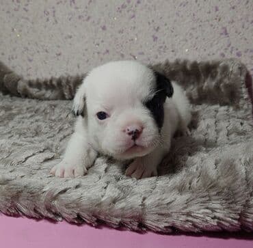 отдам даром собаку в хорошие руки: Щенки французского бульдога,есть бронь, 5 мальчиков и 1 девочка — 2