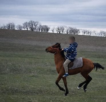 купить собаку таксу: Продаю | Кобыла (самка) | Дончак | Конный спорт — 4