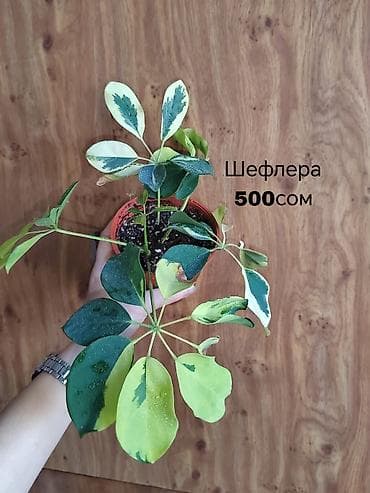 времени: Комнатные растения — саженцы и черенки. 1) Живое дерево (лечебное) — — 7