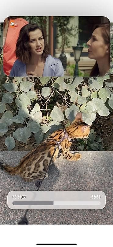 кот бенгальский: Бенгальский котёнок 3 месяца - Порода: бенгальская, яркий контрастный — 1