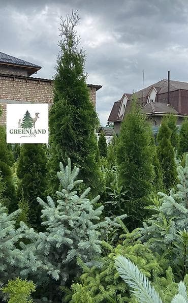 семена елки: Продаются декоративные хвойные растения 🌿🌲 -туи от 100 до 300см -ели — 8