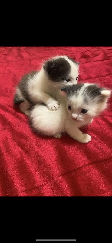 куплю кошку: 1 месяц, Мальчик, Проглистована, С прививками — 5