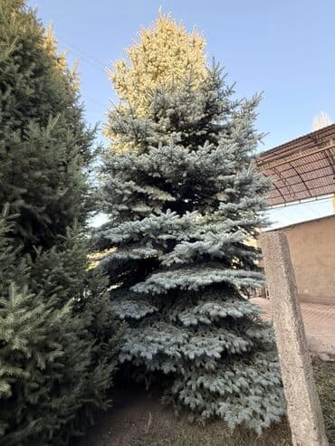 садовая тачка цена: Ели для участка/озеленения - Породы: ель обыкновенная (Picea abies) и — 6