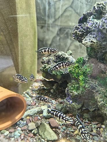 черный терьер: Беловодск !!!!! большой выбор аквариумных рыбок ! крабы креветки ( — 7