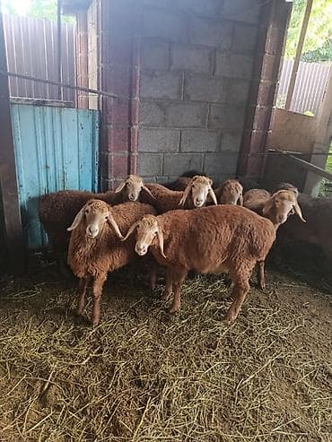 дамашный курица: Продаю | Овца (самка), Ягненок | Арашан | Для разведения — 6