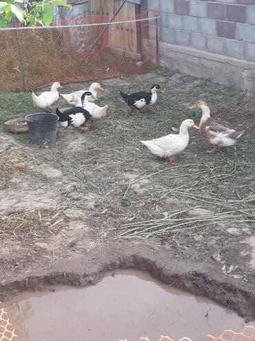 продам козу дойную: Өрдөк 5 штук Бройлер — 3