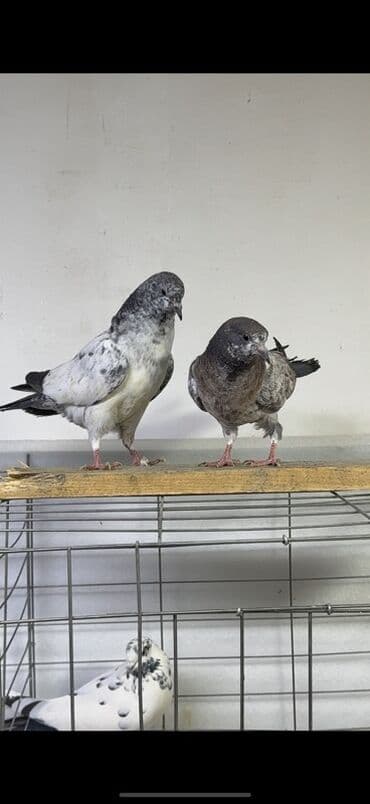 Продаю пискунов высоколетные пакистанцы по 1000 сом звонить