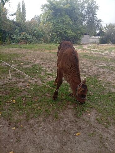 белый мёд: Продаю | Музоо, торпок | Для молока — 6