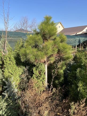 купить саженцы декоративных деревьев: Көчөттөр дарактардын: Карагайлар — 4