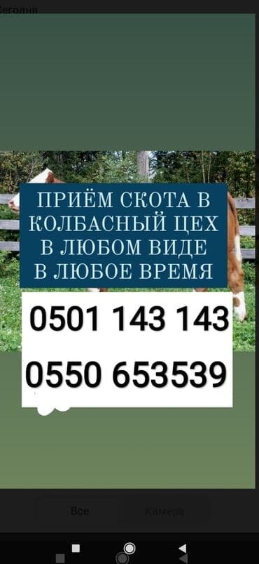 Куплю | Коровы, быки, Лошади, кони, Другие с/х животные | Круглосуточно, Любое состояние, Забитый