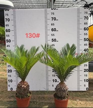 когти точка: Комнатные пальмы в горшках. 1) Саговник (Cycas revoluta) - Компактная — 2