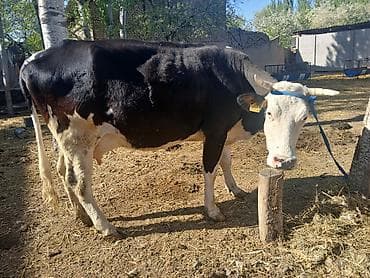 жүгөрү сатам: Сатам | Уй (ургаачы) | Аргын | Сүт алуу үчүн | Байланган — 1