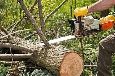 summer cut: Профессиональные услуги по спилу и обрезке деревьев - Высотные работы — 3