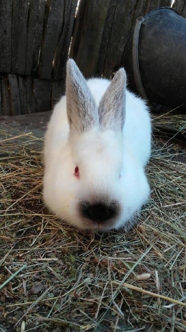 декоративные заборы: Кролики — 10