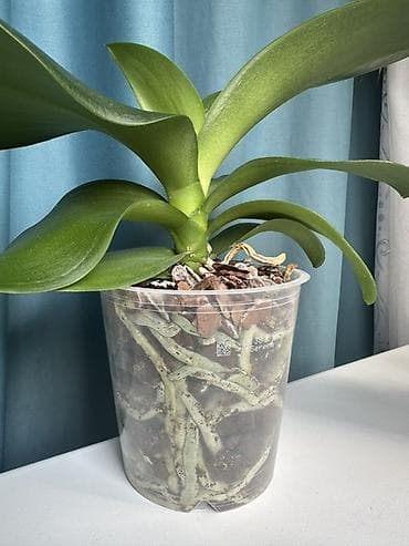 белая орхидея: Взрослые орхидеи, в данный момент не цветут, адаптированны, здоровая — 2