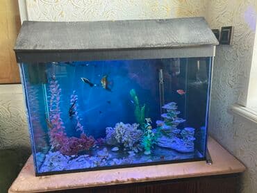 сколько стоит большой аквариум: Аквариум очень хорошем состоянии продаю по причине дети выросли — 3