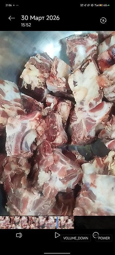 уй жаныбар: Сатам | Бука (эркек) — 1