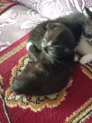 договорная кошка даром британская короткошёрстная 1 год мальчик метис 2 позвонить написать: Кошка даром: Беспородная, 2 месяца, Мальчик, Приучена к лотку — 7