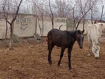 сколько стоит кошка в бишкеке: Продаю | Кобыла (самка) | Для разведения — 4