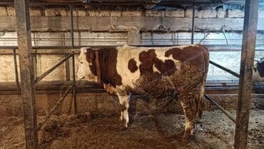 Продаю | Бык (самец) | Монбельярд | Для молока, Для разведения