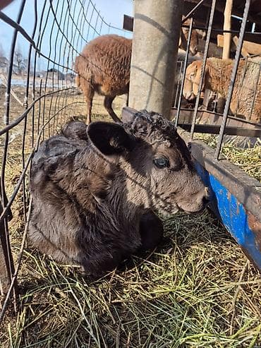 Продаю | Музоо, торпок | На откорм, Для разведения