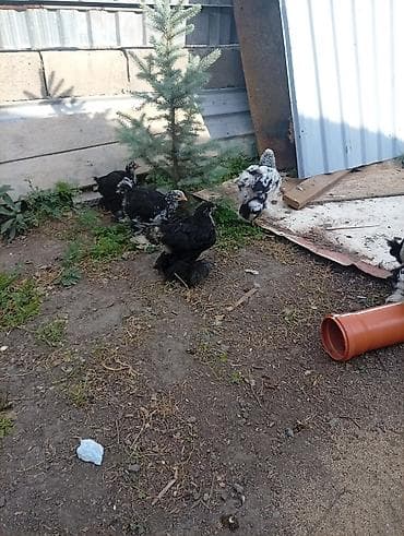 Животные: Продаю | Цыплята | Брама | Для разведения — 4