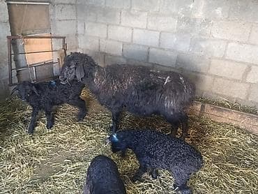 продаю жеребенка: Продаю | Баран (самец) | Для разведения | Матка — 1