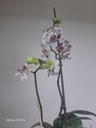 аквариум тумба: 2 цветанос + горшок фитильный полив — 2