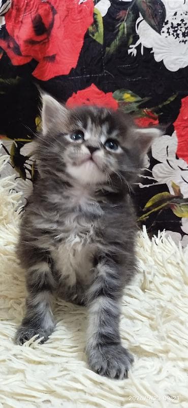 домашние кошки: Мейн-кун, 1 месяц, Девочка, Приучена к лотку — 1