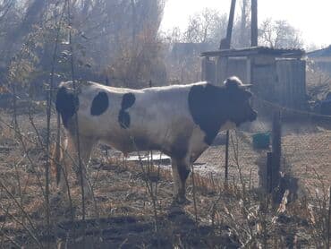 племенные коровы молочные купить: Продаю | Бык (самец) | Голштин | Для разведения | Племенные — 7