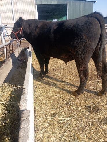 корм для домашних животных: Продаю | Бык (самец) | Абердин-ангус | Для разведения | Племенные — 5