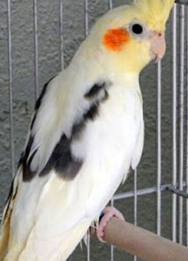 трафареты для рисования животных: Попугаи кареллы хорошо учатся говорить и приручаются к рукам. Так же — 13