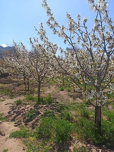 Продажа участков: 10 соток, Красная книга — 7