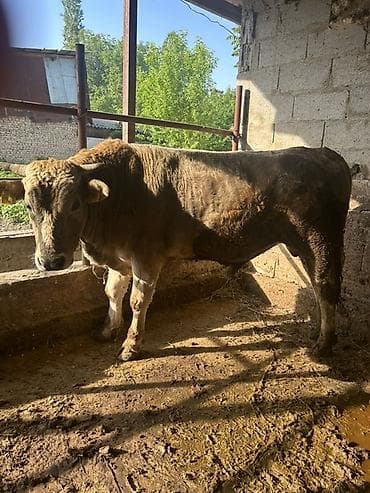 Продаю | Бык (самец) | На откорм | Племенные