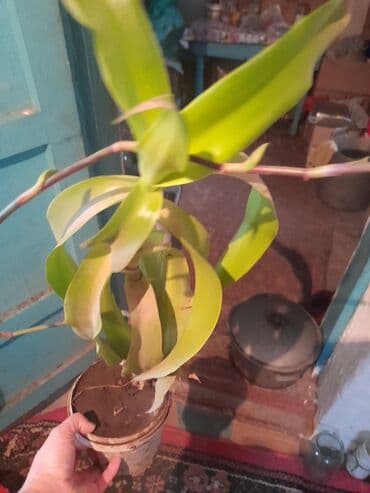 ложки и вилки: Продается золотой ус 1 горшок.А также есть настойка из него,100 мл по — 5