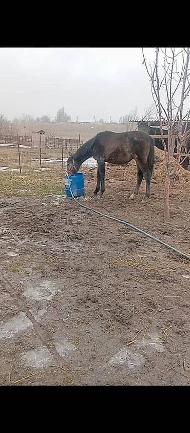 Услуги ветеринара: Продаю | Жеребец | Рабочий — 4