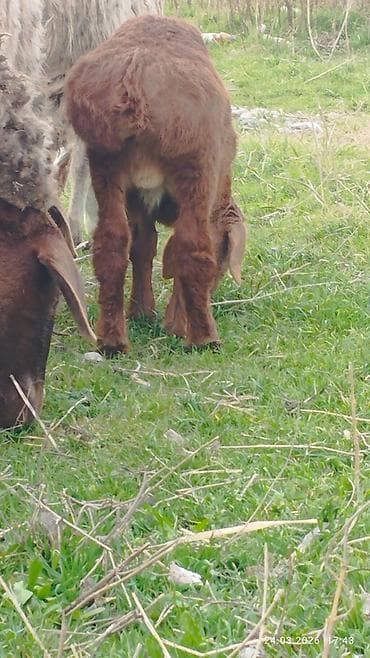 кормушки для птиц: Продаю | Овца (самка) | Для разведения | Матка — 3