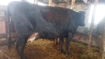обмен на корову: Продаю | Корова (самка), Музоо, торпок | После отела — 6