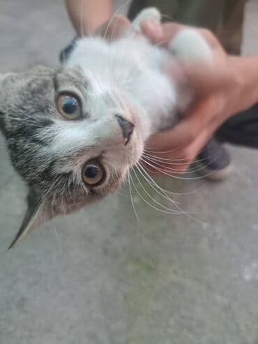 продаю кошек: Котята - Пушистые малыши с разным окрасом: тигровые табби и — 1