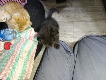 в связи с переездом отдам попугая жако в добрые руки: Очаровательный черный котенок девочка по имени плюша - Окрас — 3